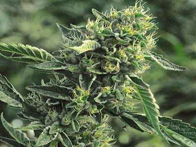 Buy OG Kush Marijuana Strain Online